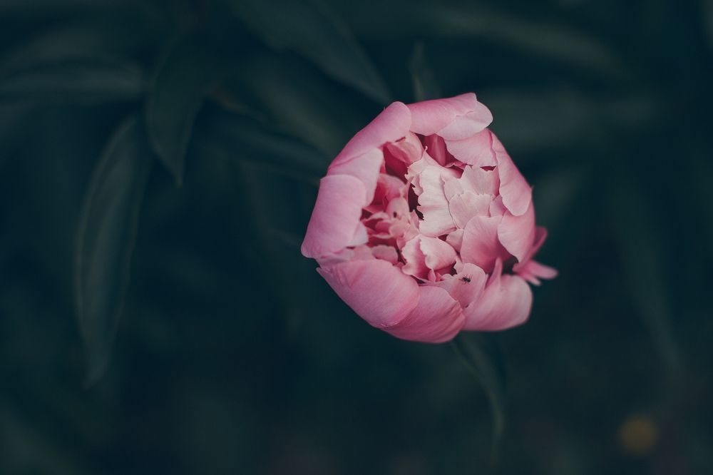 Photograph by Натали Захарова (Тай)