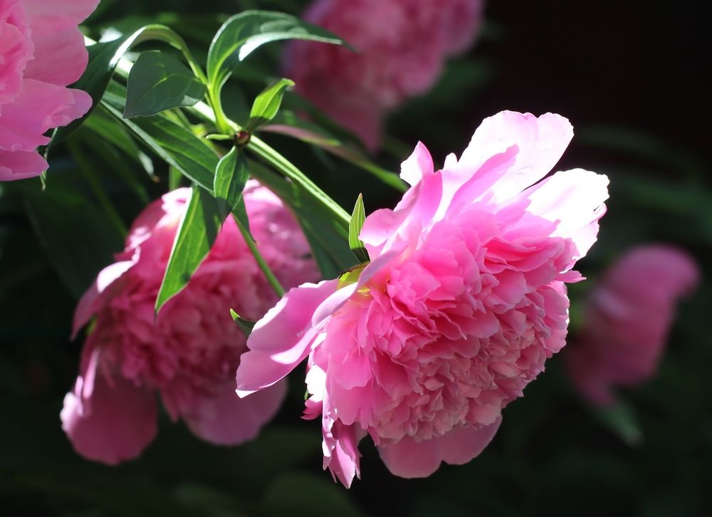 Photograph by Любовь Саханова