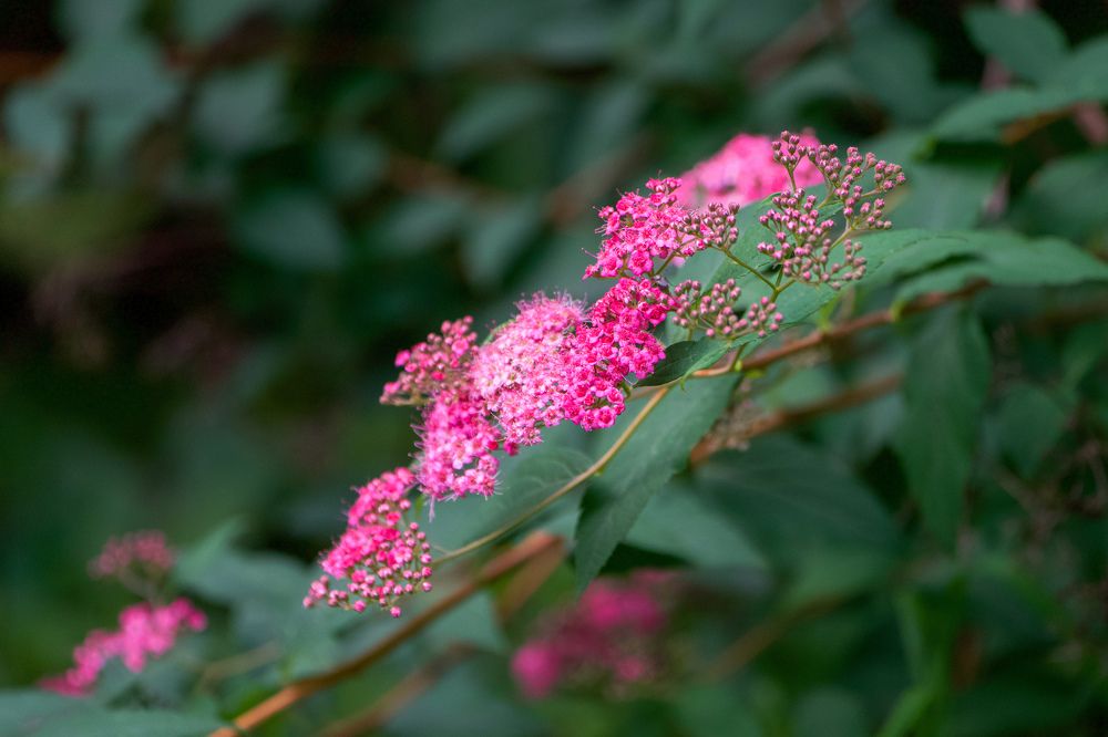 Фотография автора Viktoriya Kim