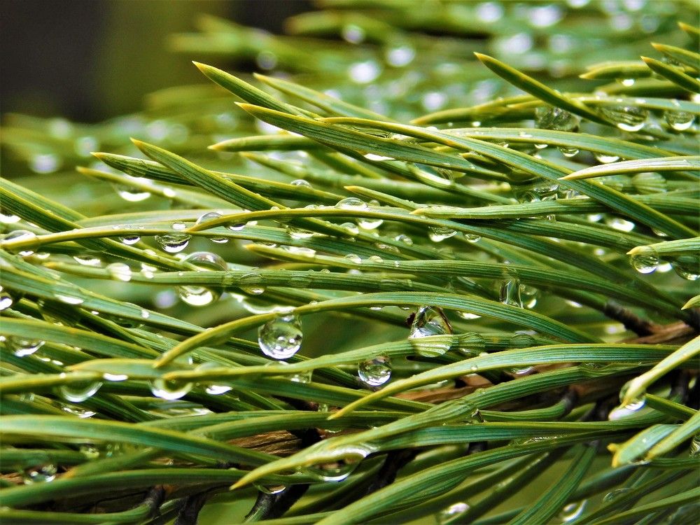 Photograph by Чкареули Светлана