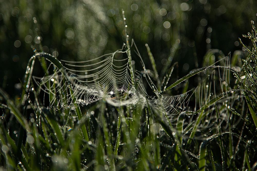 Photograph by Елена Кузьмина