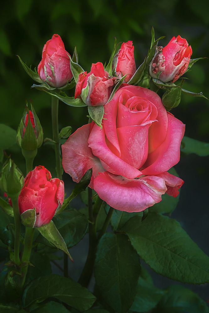 Photograph by Клясюк Галина