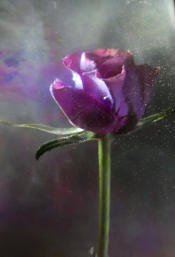 Фотография автора Michael Gault