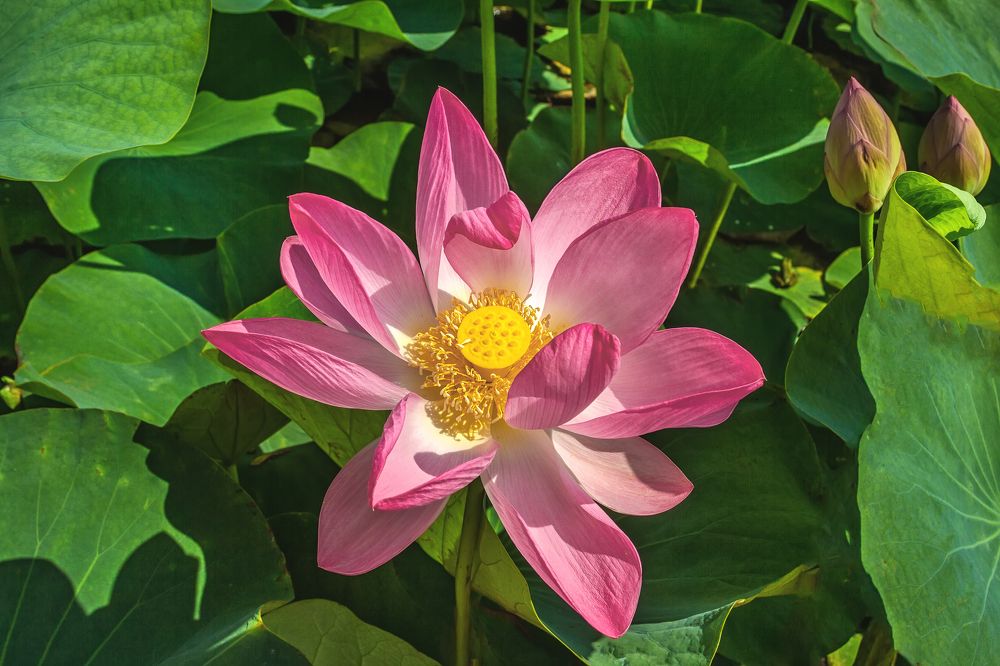 Photograph by Клясюк Галина