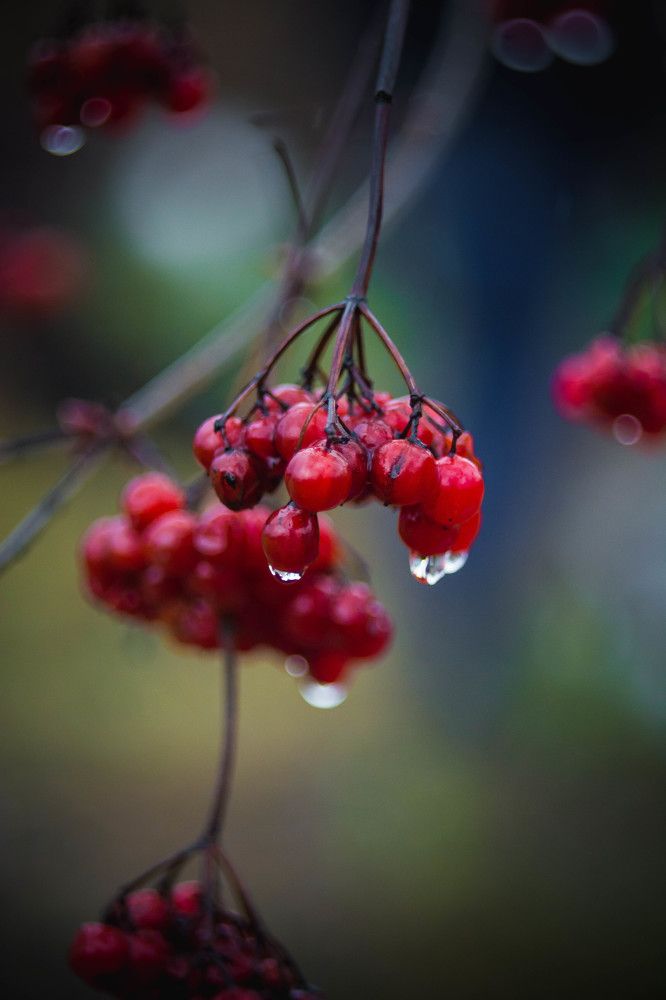 Photograph by Светлана Субботина