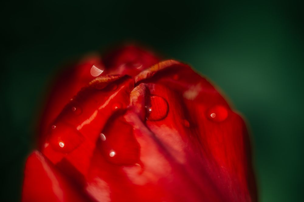 Photograph by Светлана Субботина