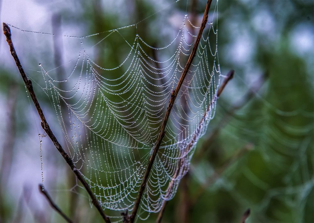 Photograph by Пушкин Сергей