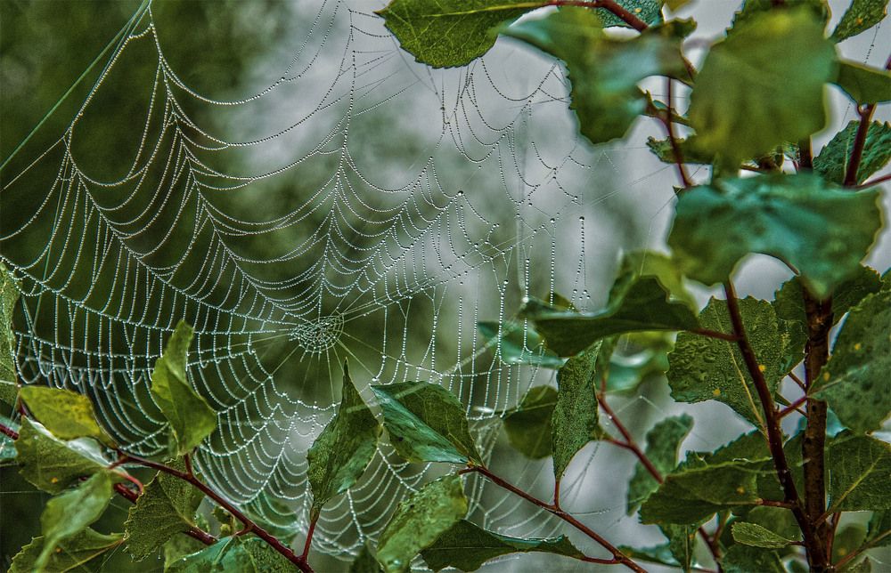 Photograph by Пушкин Сергей