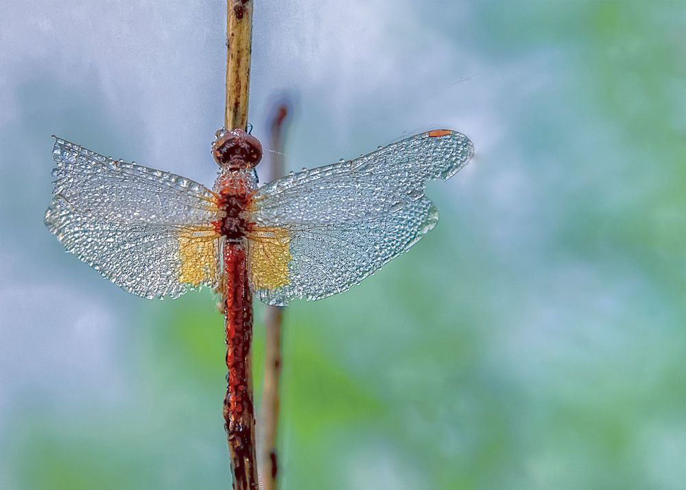 Photograph by Пушкин Сергей
