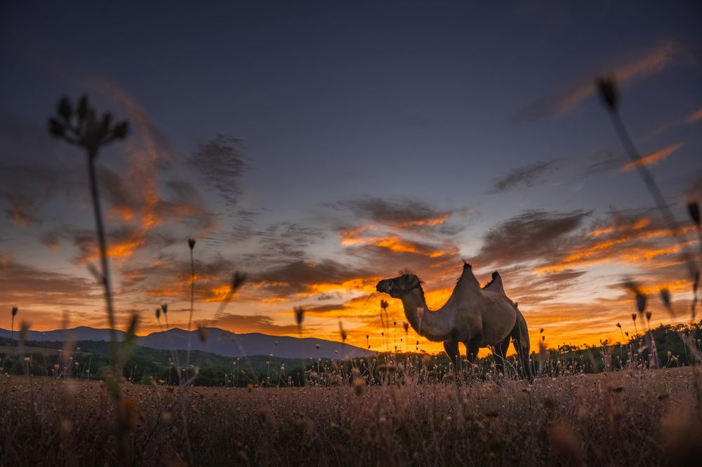 Photograph by Кривцов Андрей