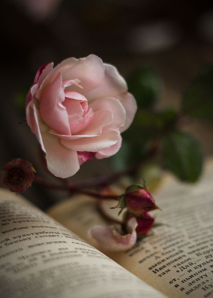 Photograph by Хвойнова Елена