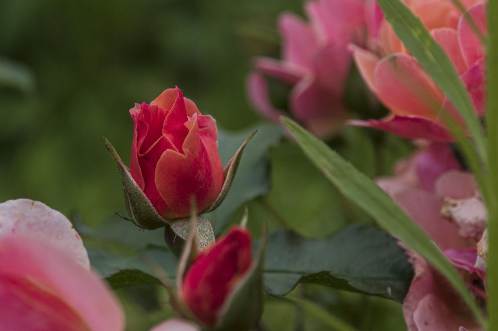 Photograph by Надежда Михайлина