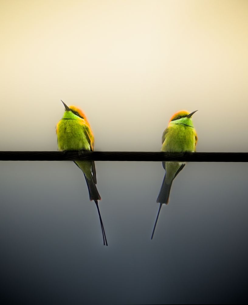 A captivating pair of Asian Green Bee-eaters.