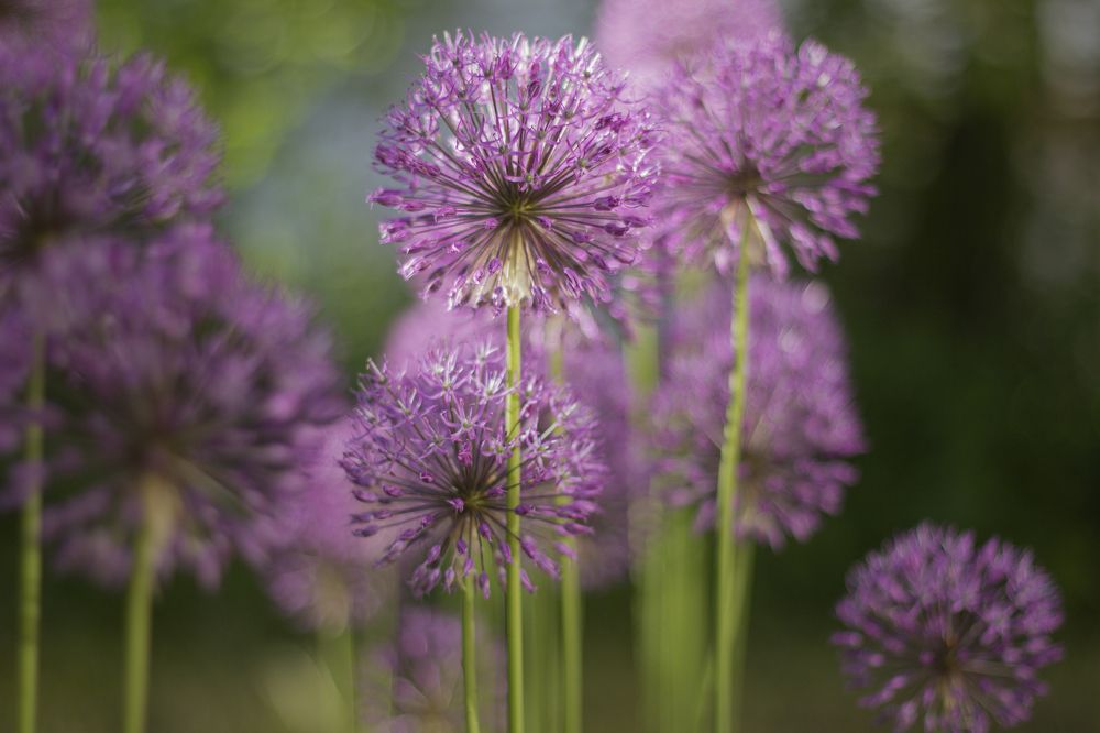 Photograph by Хвойнова Елена