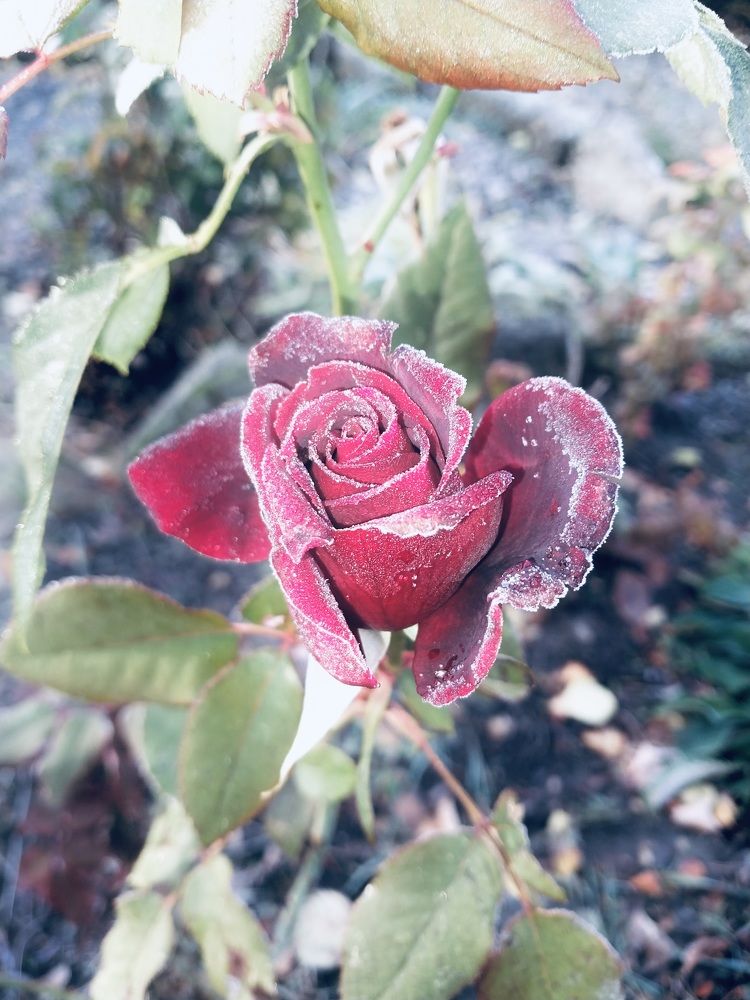 Photograph by Бойкова Наталия