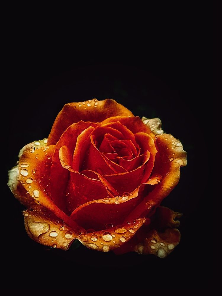 my orange rose