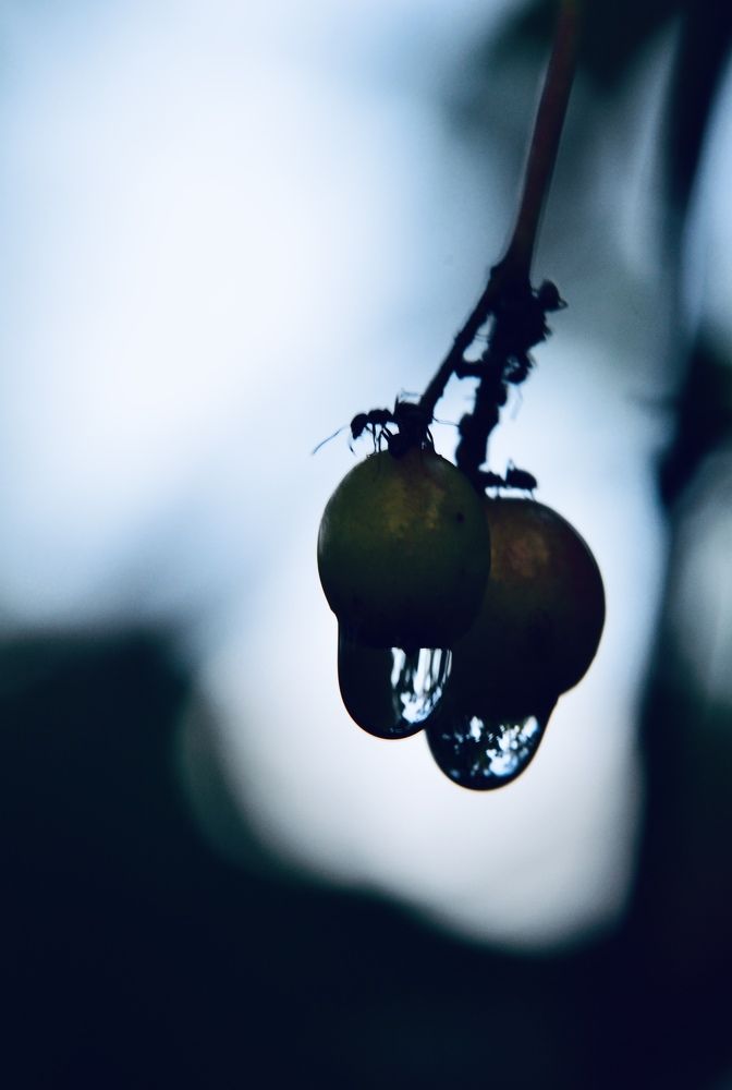 После дождя