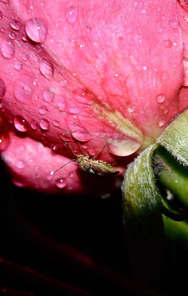 После дождя