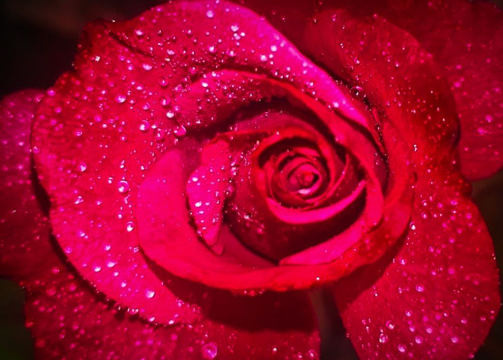 Photograph by Dilara C