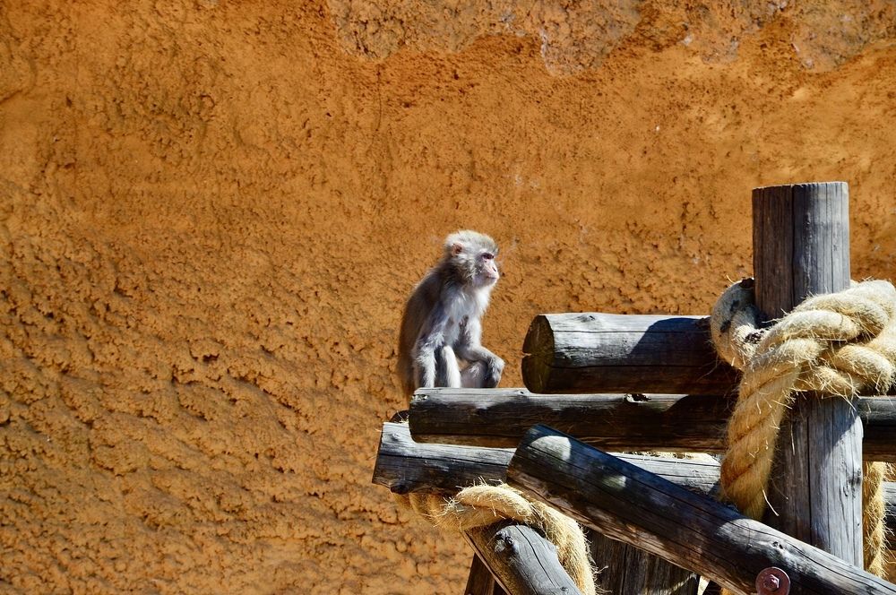 Новый житель