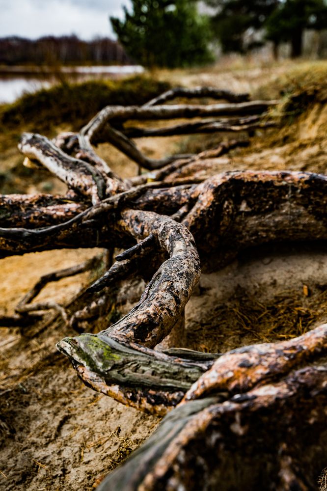 Фотография автора Василиса Новикова