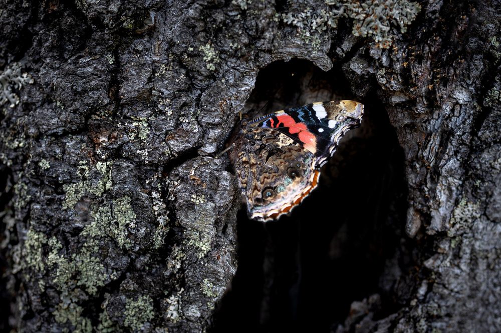Photograph by Дмитрий Загурский