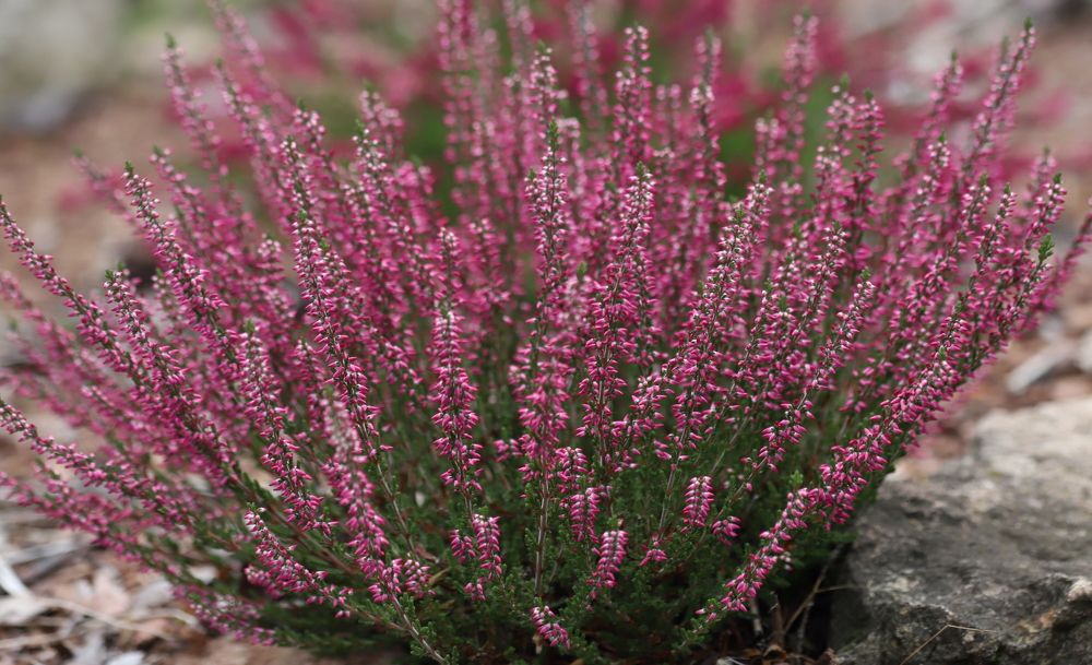 Photograph by елена