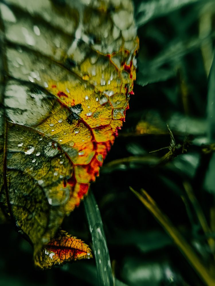 Фотография автора Алиса Исаева