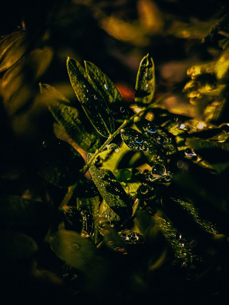 Фотография автора Алиса Исаева