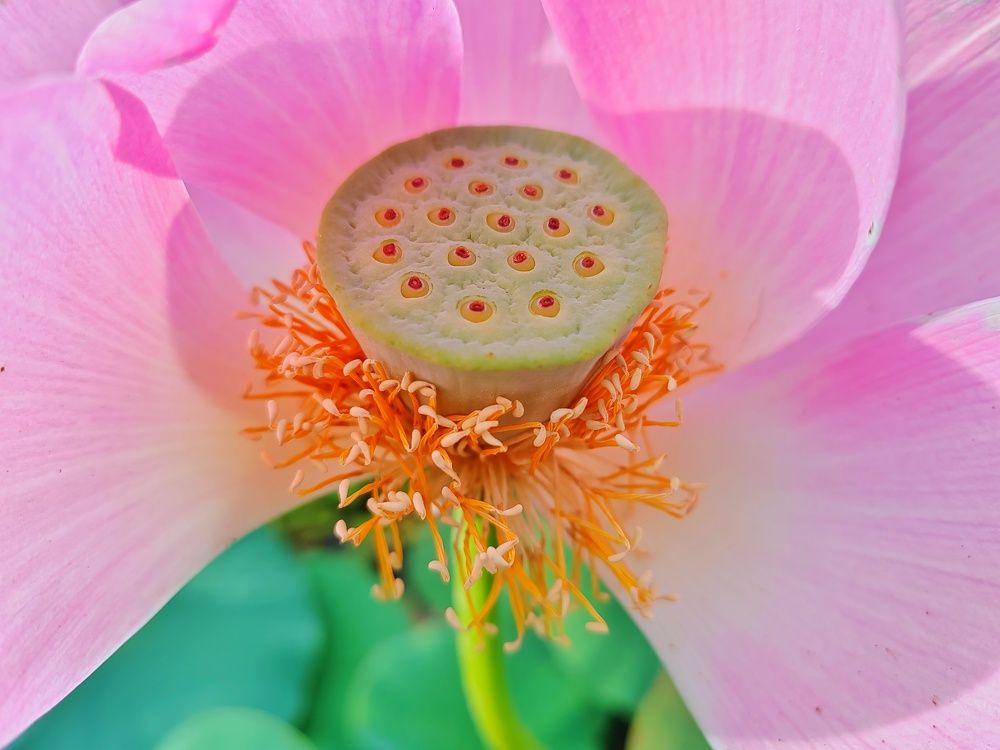 Photograph by Margareth Tikhonova