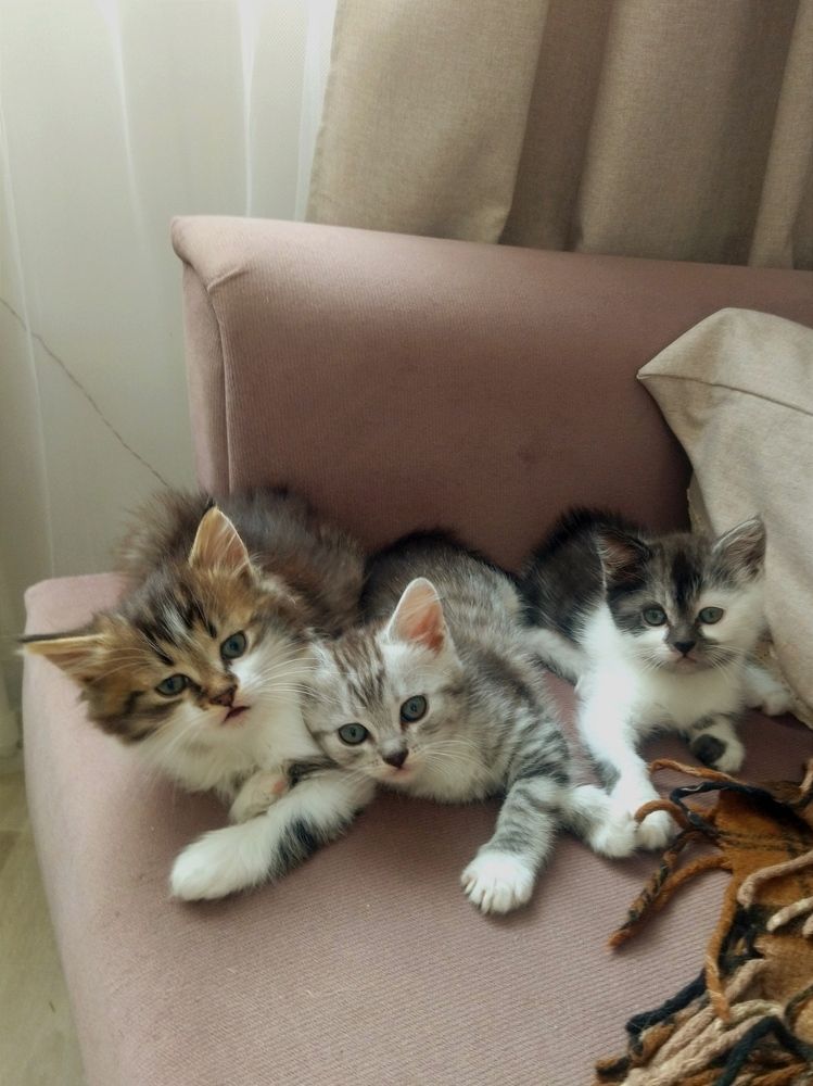 Photo #11457243