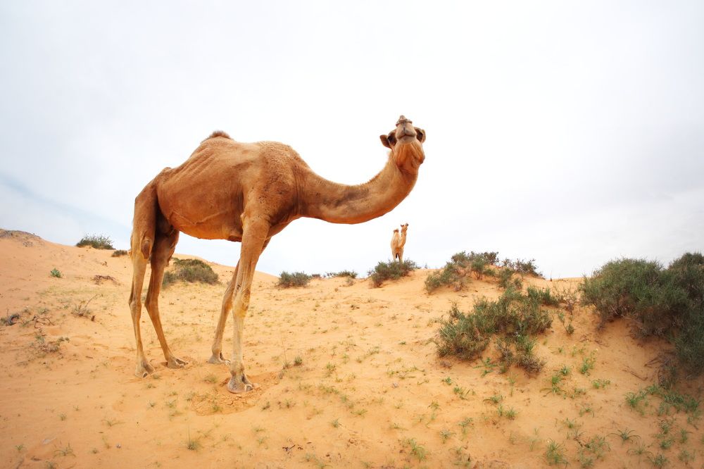 Фотография автора Юрий Кольцов