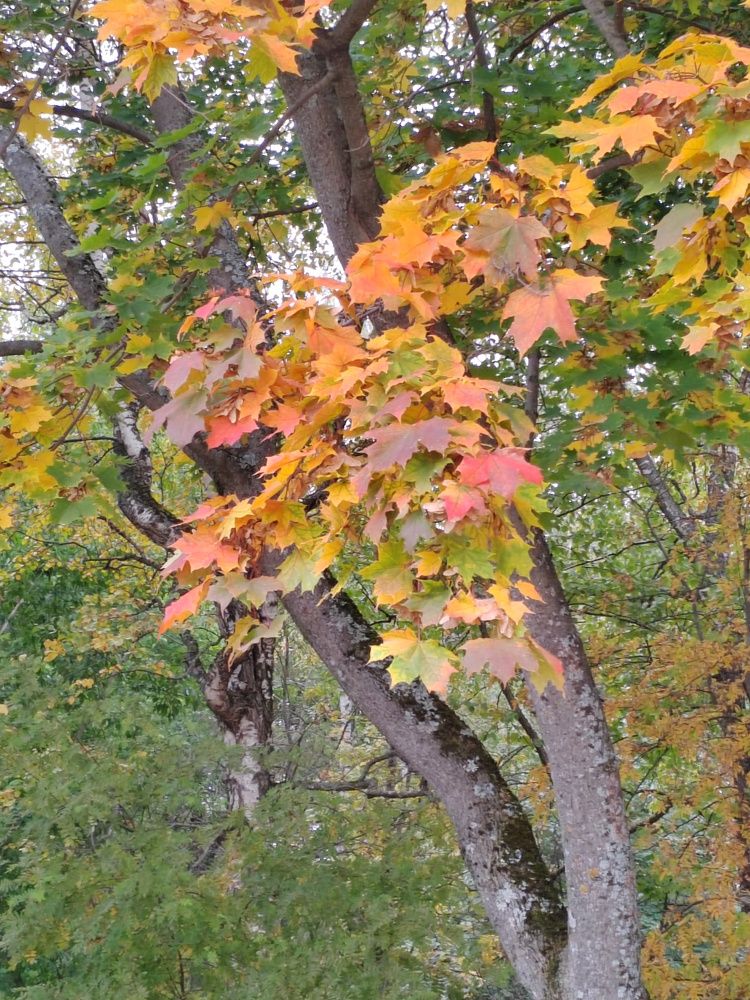Photograph by Ирина Дружинина