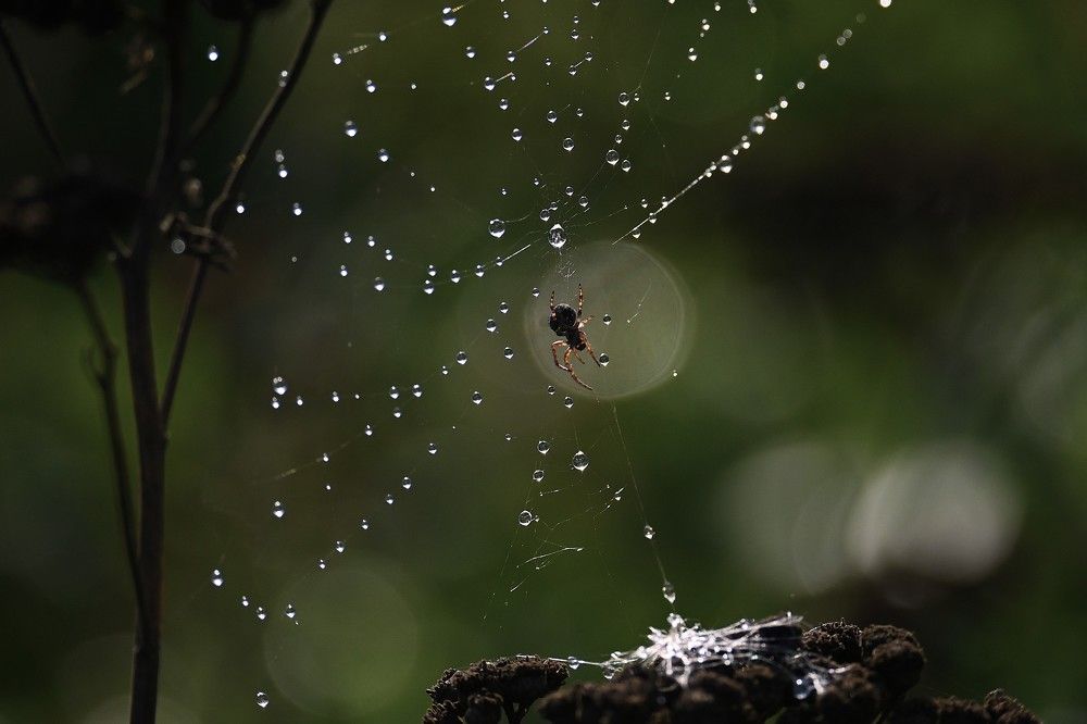 Фотография автора IRINA FILIPPOVA