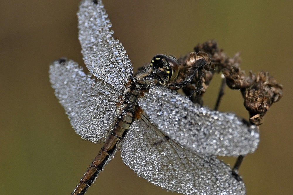 Photograph by IRINA FILIPPOVA