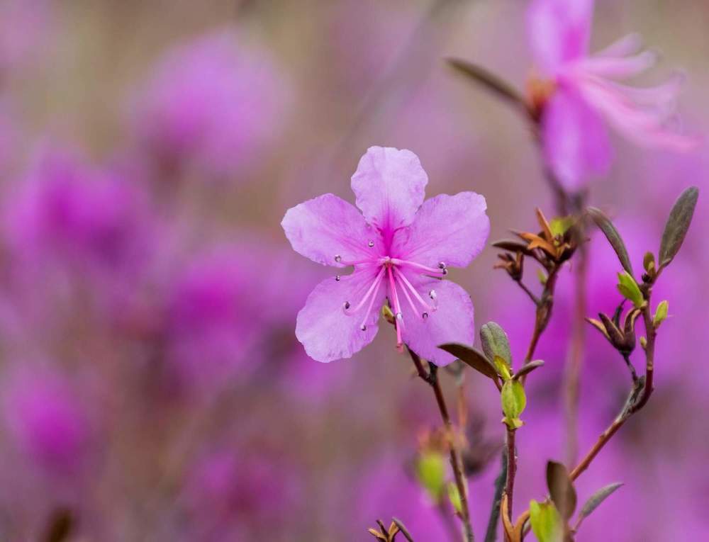 Photograph by Irina Luidinshina