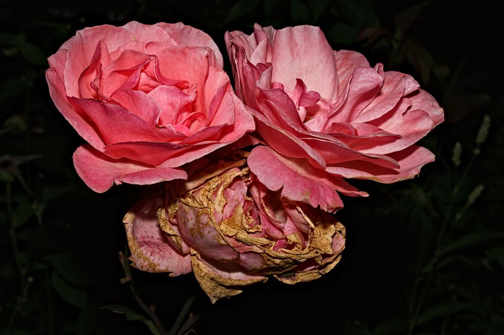 Photograph by Евгений Козлов