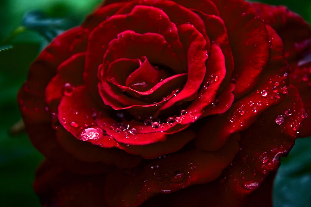 Photograph by Евгений Козлов