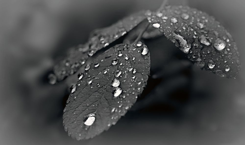 Photograph by Заболотская Ольга