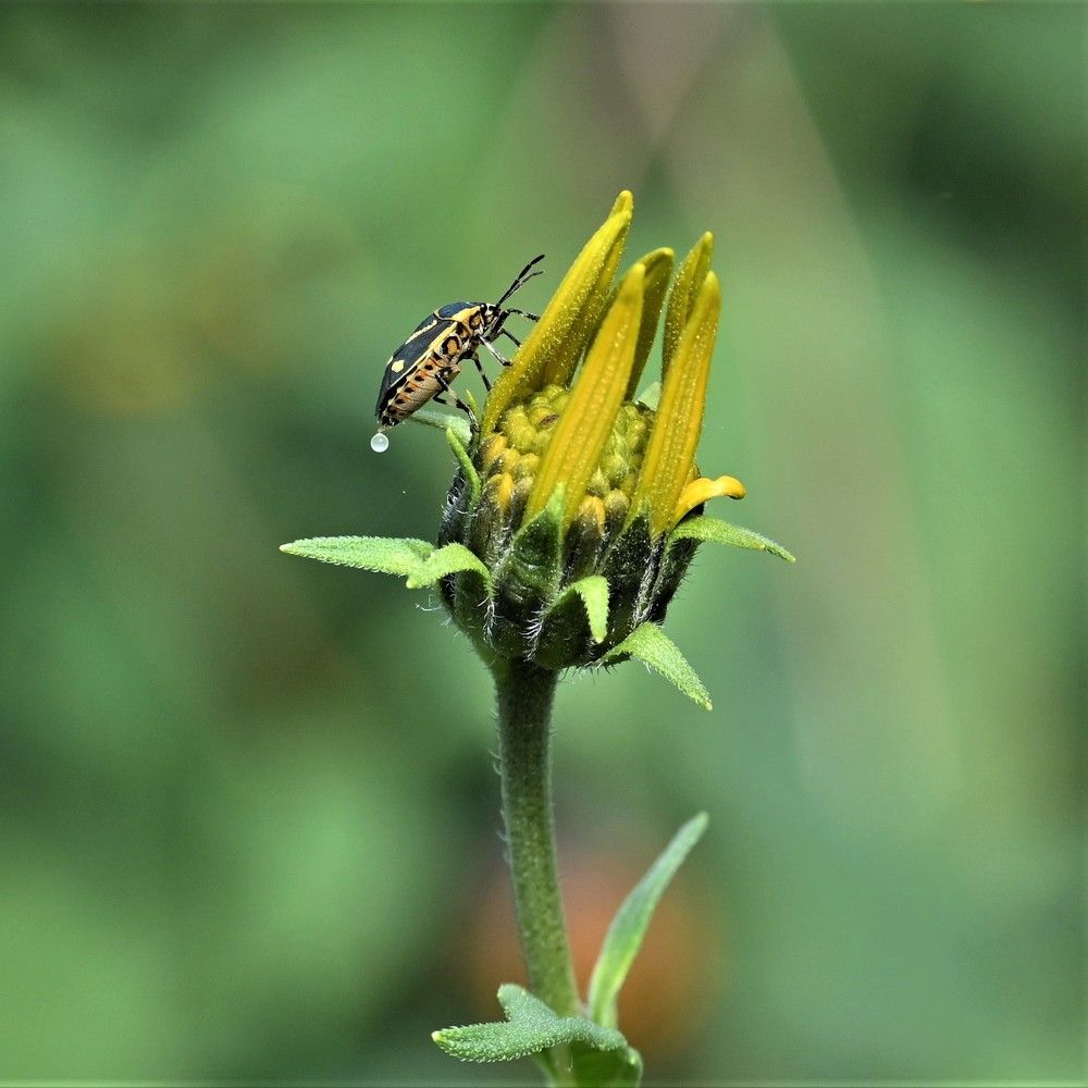 Фотография автора IRINA FILIPPOVA