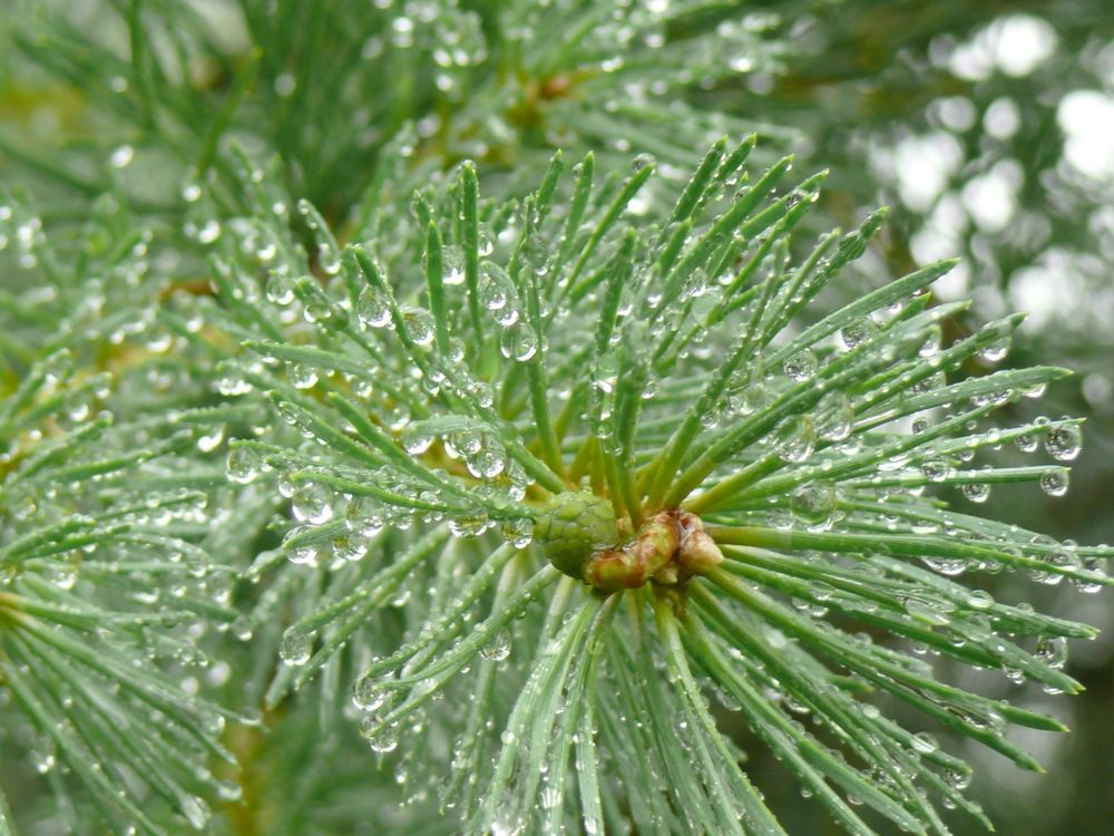 Фотография автора Анатолий Борисов