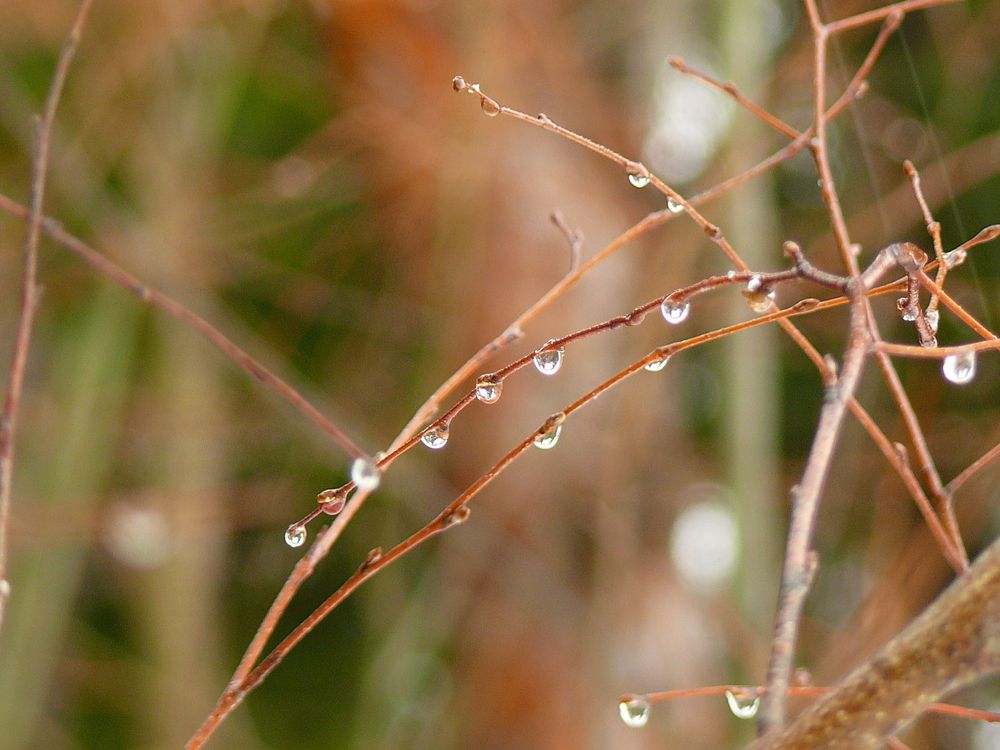 Капли дождя.