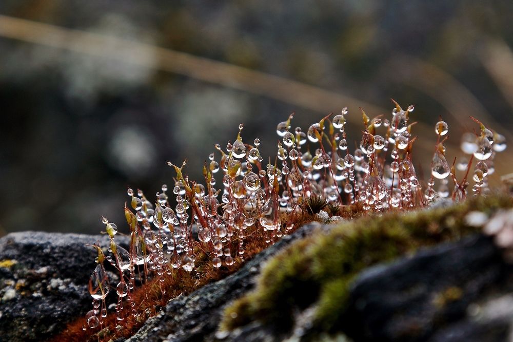 Photograph by Николай Раппу