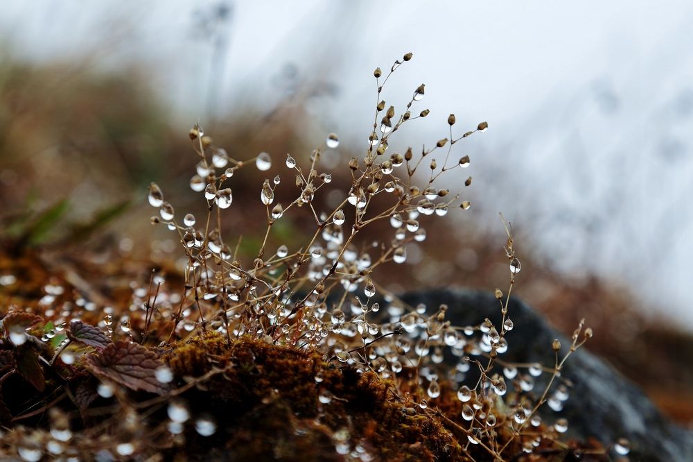 Photograph by Николай Раппу