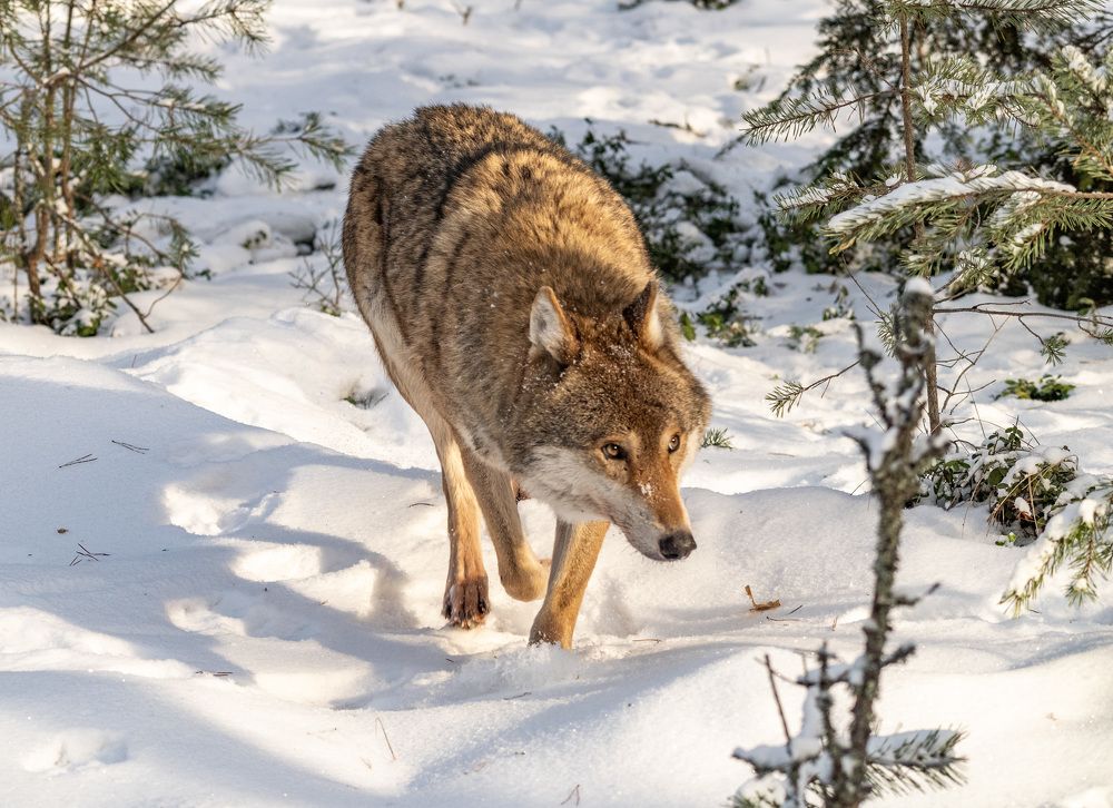 Photograph by Савчук Сергей