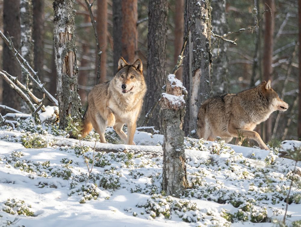 Photograph by Савчук Сергей