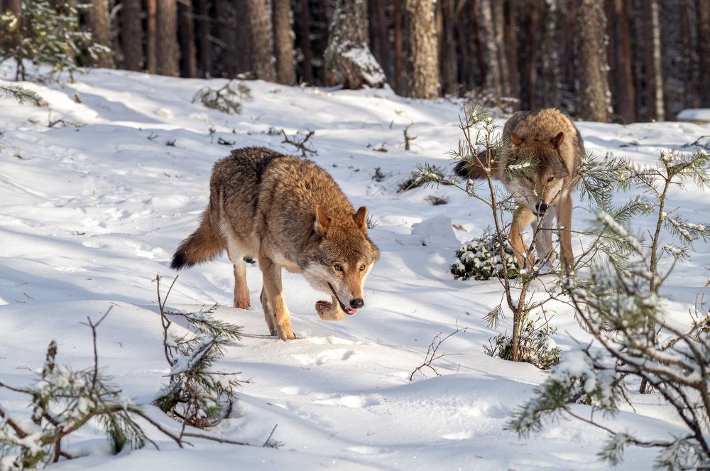 Photograph by Савчук Сергей
