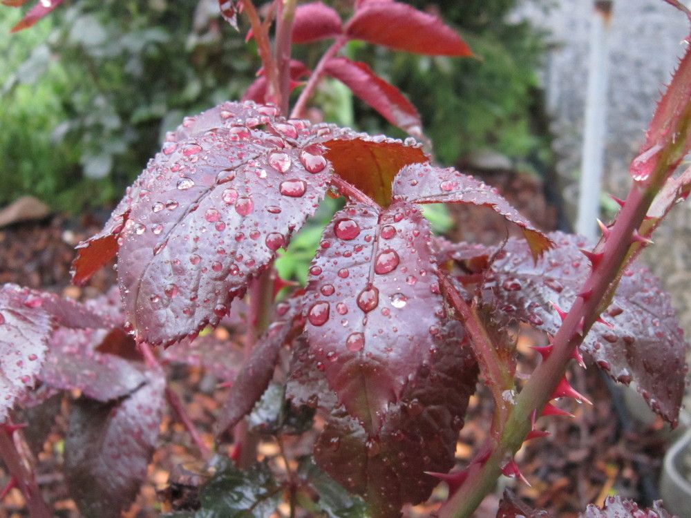 Photograph by Елизавета Зыкова