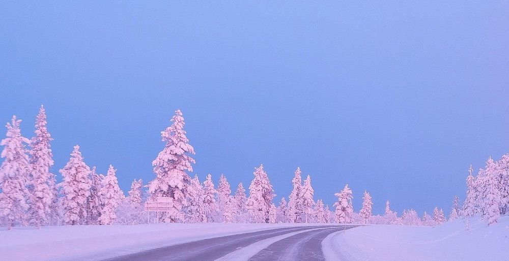 Розовые ели.