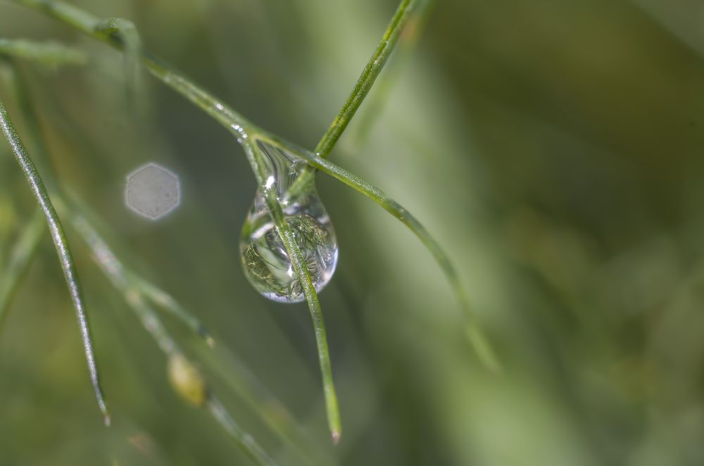 Photograph by Svetlana Rizzo